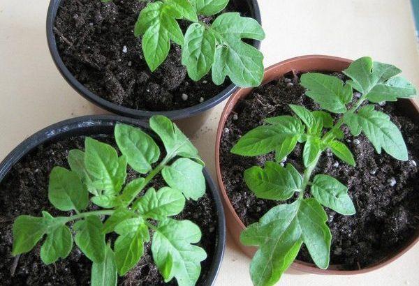 cueillir des tomates