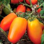 มะเขือเทศรูปพริกส้ม