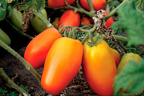 tomate en forme de poivron orange