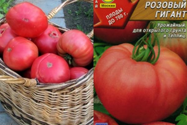 เมล็ดมะเขือเทศสีชมพูยักษ์