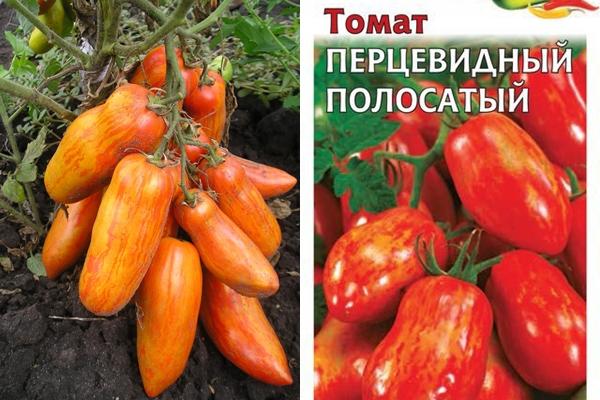 tomate poivron rayé