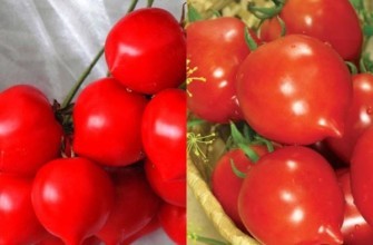 รูปลักษณ์ของมะเขือเทศทาราเซนโก