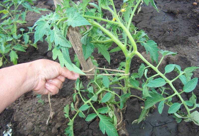 มะเขือเทศบลาโกเวสท์