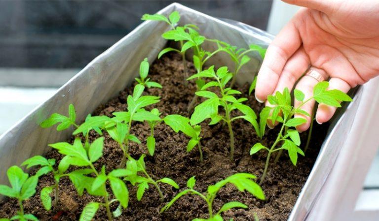 การปลูกต้นกล้า