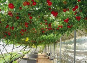 คำอธิบายพันธุ์มะเขือเทศ การปลูก การเจริญเติบโต และการดูแลรักษาในพื้นที่โล่ง