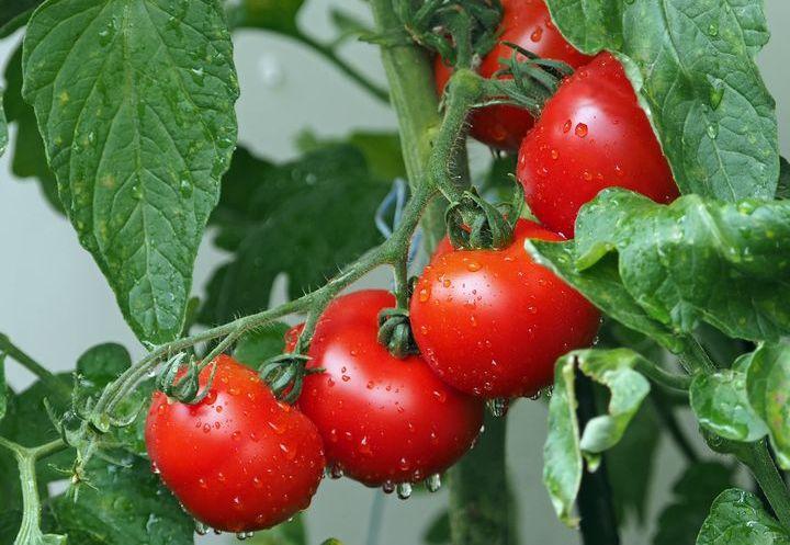 planter des tomates
