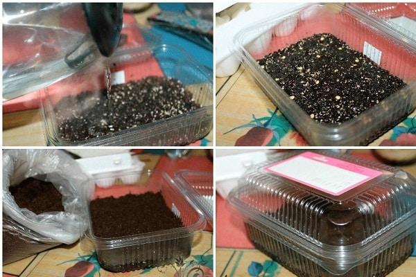 การหว่านมะเขือเทศในน้ำเดือด