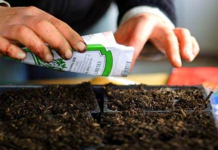 ต้นมะเขือเทศ