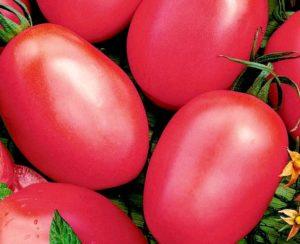 ลักษณะและรายละเอียดของพันธุ์มะเขือเทศเดอบาราโอ ผลผลิตและการเพาะปลูก