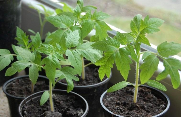 tomates sur le rebord de la fenêtre