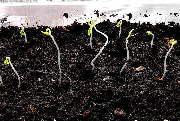 cueillir des tomates