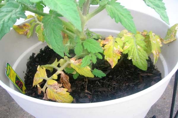 ต้นกล้ามะเขือเทศสีเหลือง