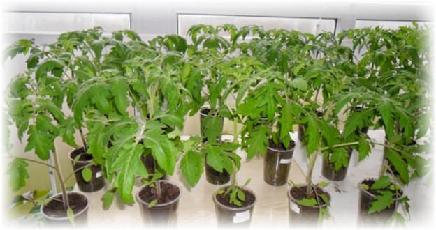 heures de lumière du jour pour les semis