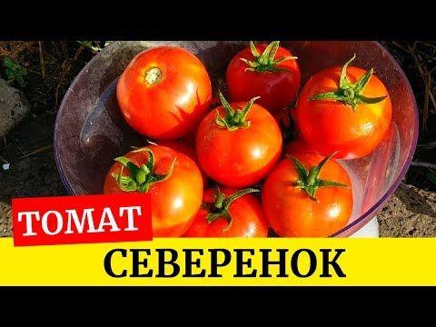 tomate Severenok