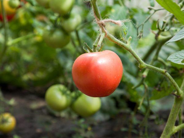 ของที่ระลึก F1 ของจีน