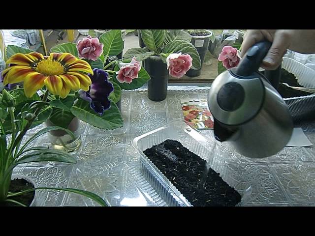 การหว่านมะเขือเทศในน้ำเดือด