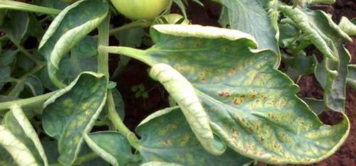 Enroulement des feuilles au sommet des buissons