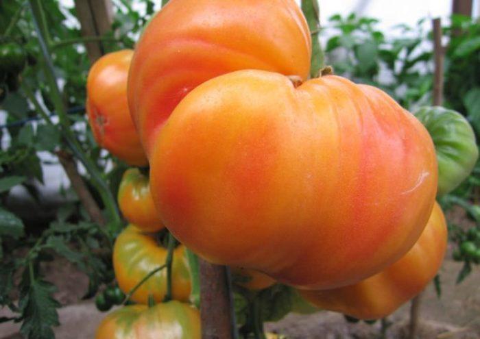 ความลึกลับของธรรมชาติ