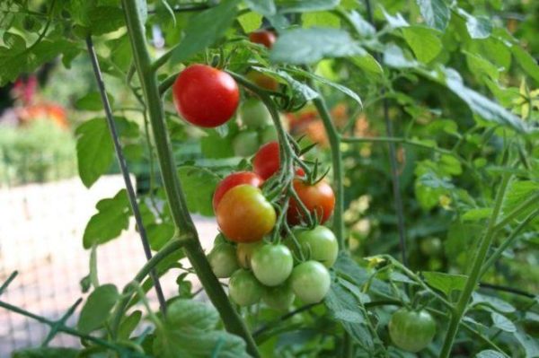 planter des tomates