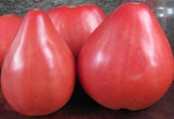 papa tomate