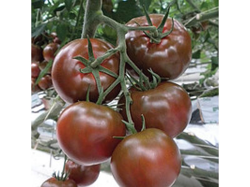 บิ๊กซาเชอร์ F1