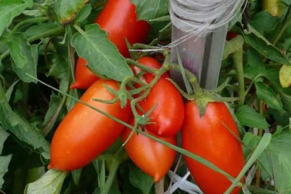 tomate en forme de poivron rouge