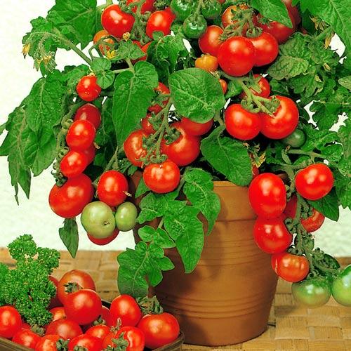 tomates cerises sur le rebord de la fenêtre