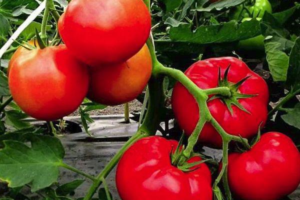 มะเขือเทศ Kasatik F1