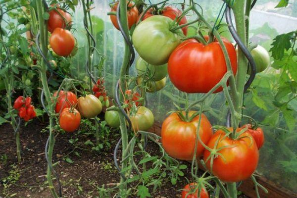 มะเขือเทศครัสโนเบย์