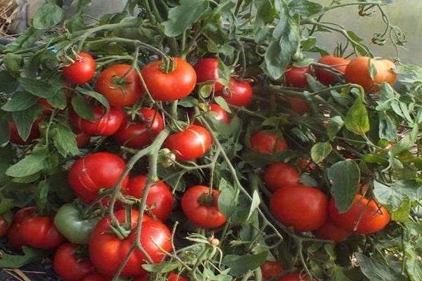 Leningrad à maturation précoce