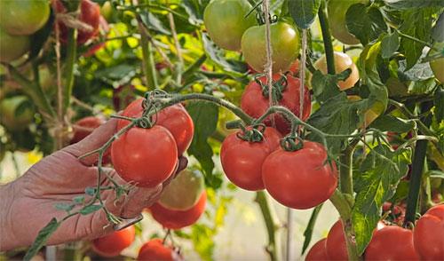 มะเขือเทศ ลูบาชา