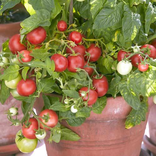 มะเขือเทศเนปาส