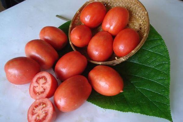 การแสดงความเคารพหรือดอกไม้ไฟ