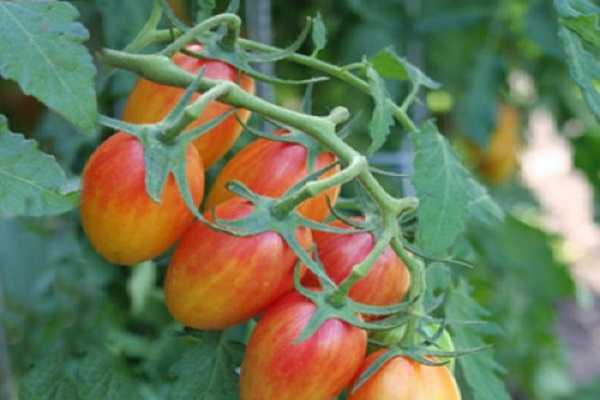 buisson de tomates en forme de poivron
