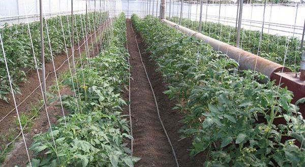 tomates en serre