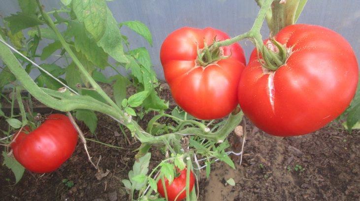 ระเบิดมะเขือเทศ