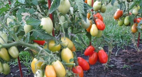 มะเขือเทศกระสวย