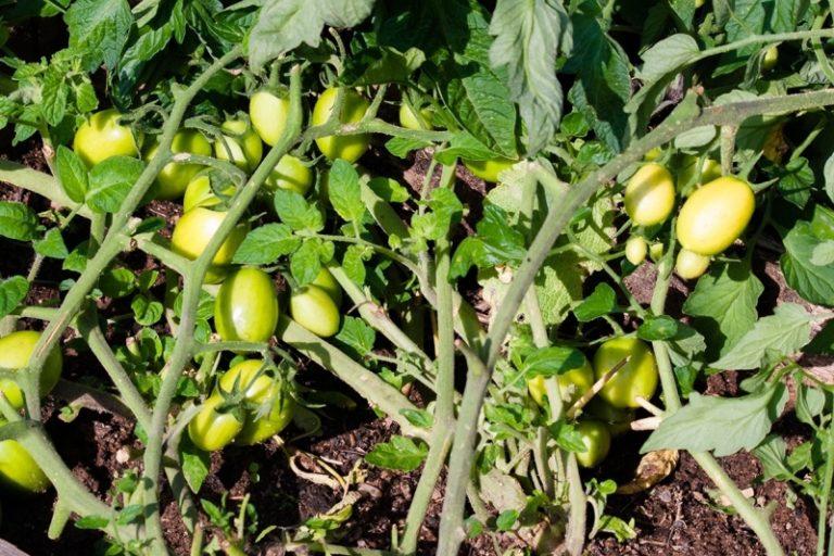 มะเขือเทศกระสวย