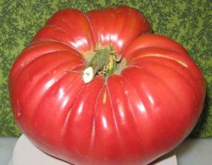 Description et caractéristiques de la variété de tomate Pink Elephant, rendement et culture