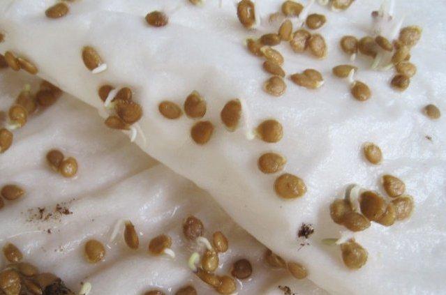 การเตรียมเมล็ดพันธุ์มะเขือเทศเพื่อปลูกต้นกล้า