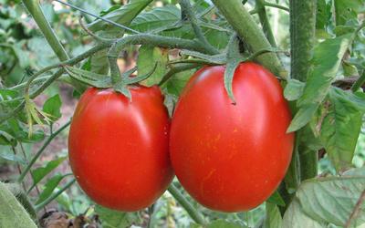 novice en tomates