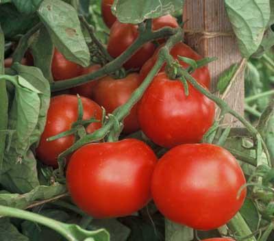 ระเบิดมะเขือเทศ