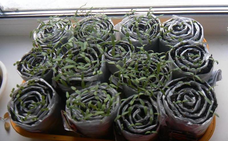 การปลูกมะเขือเทศในหอยทาก