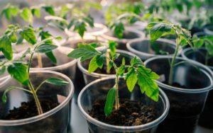 วิธีการปลูกต้นกล้ามะเขือเทศแบบจีน