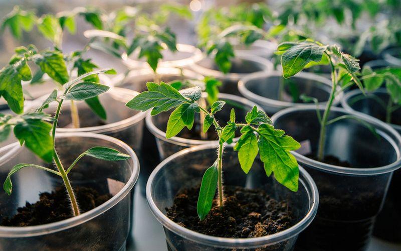 วิธีการปลูกมะเขือเทศแบบจีน