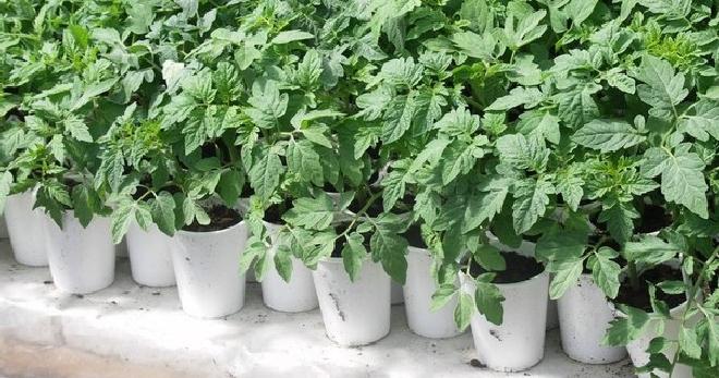 วิธีการปลูกมะเขือเทศแบบจีน