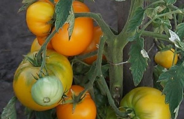 มะเขือเทศอะโซยูชก้า