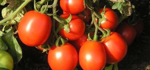 ทนความเย็นของจีน