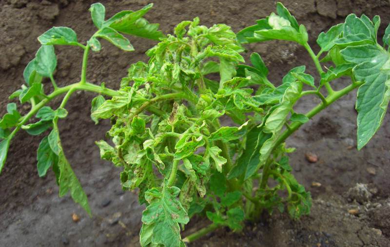 Enroulement des feuilles au sommet des buissons