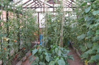 มะเขือเทศในเรือนกระจก